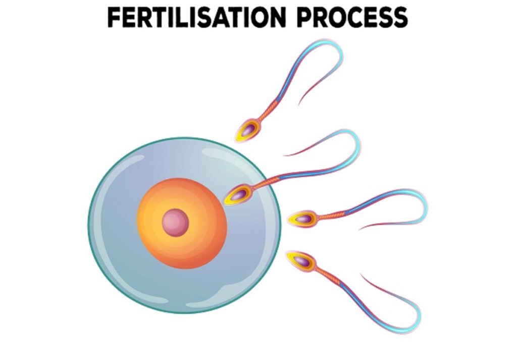 Γονιμοποίηση ωαρίων