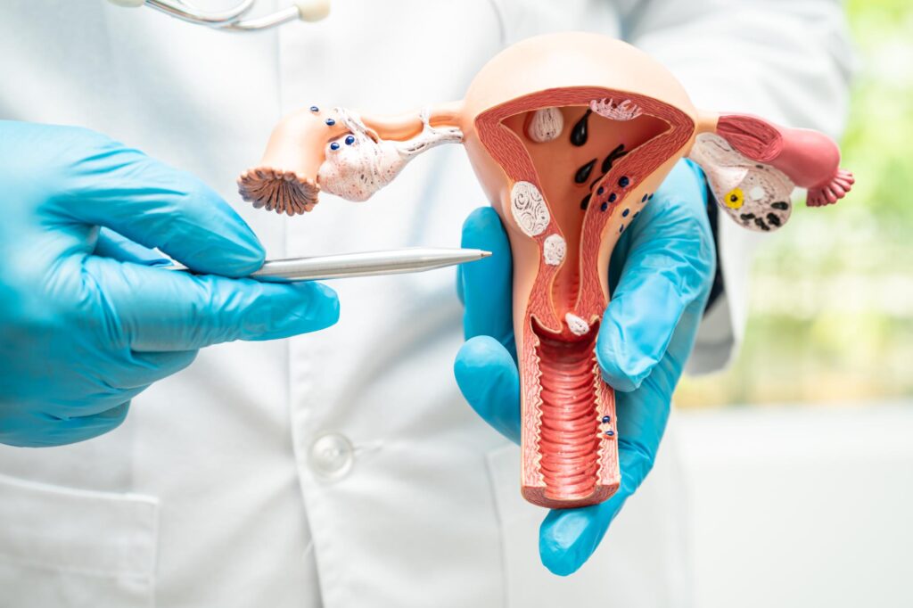 uterus-doctor-holding-anatomy-model-for-study-dia-2023-11-27-04-58-40-utc