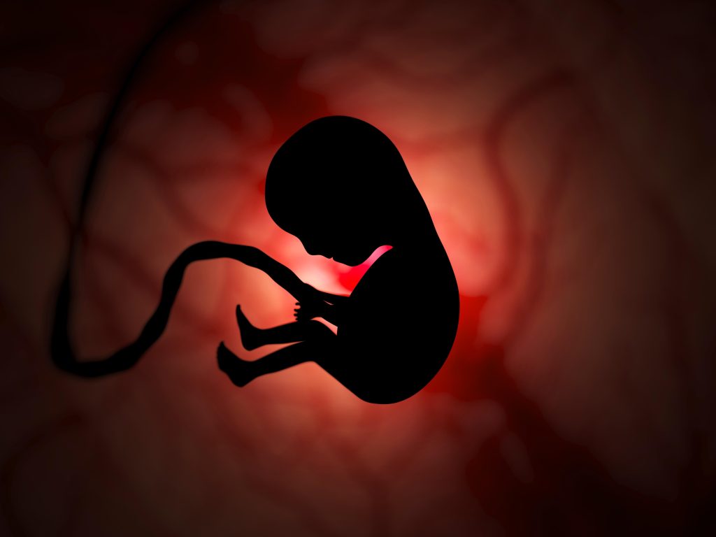 silhouette of a human embryo on ultrasound examina 2023 11 27 05 28 27 utc