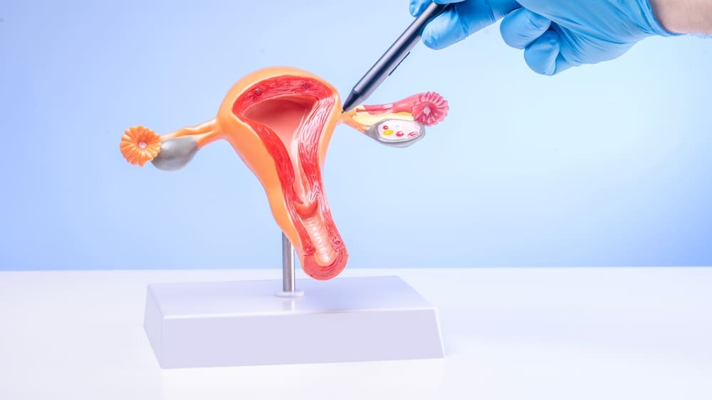 shutterstock 2628365457